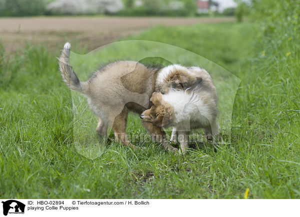 playing Collie Puppies / HBO-02894