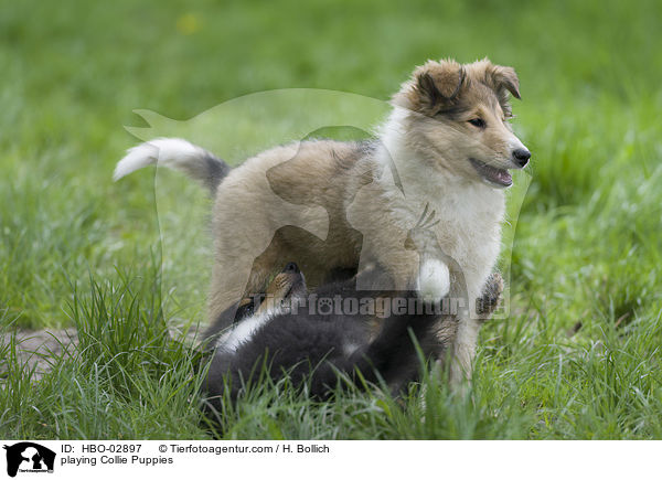 playing Collie Puppies / HBO-02897