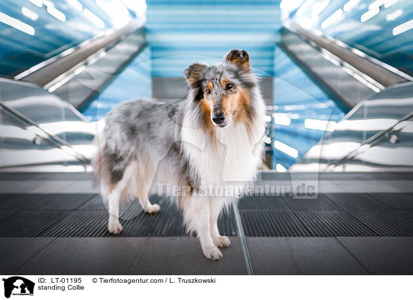 stehender Collie / standing Collie / LT-01195