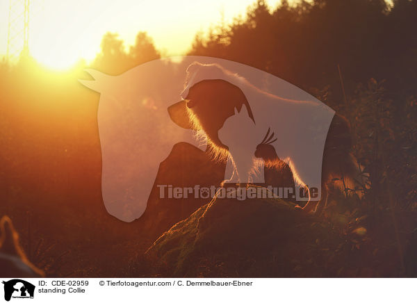 standing Collie / CDE-02959