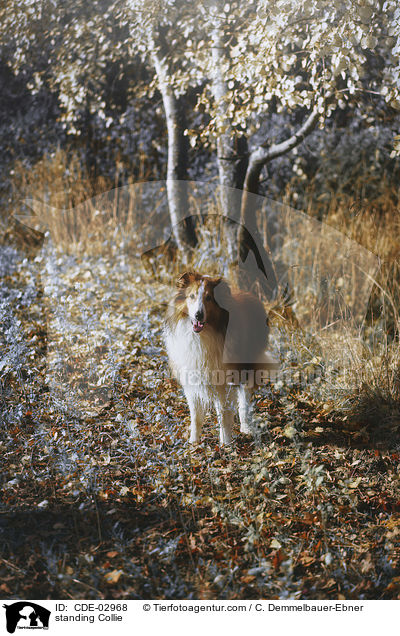 standing Collie / CDE-02968