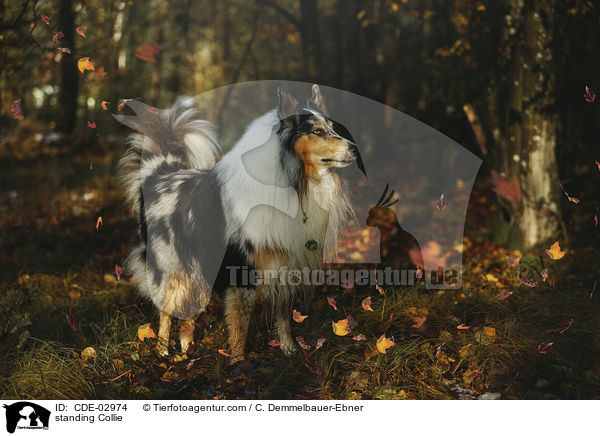 standing Collie / CDE-02974