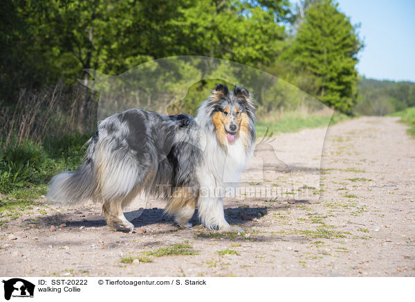walking Collie / SST-20222