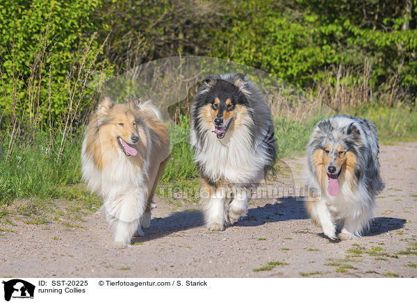 running Collies / SST-20225
