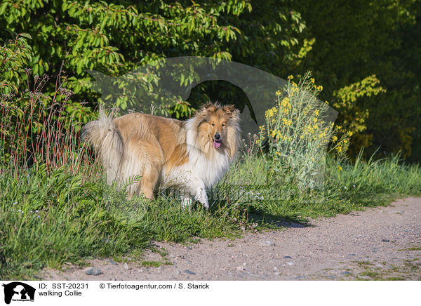 walking Collie / SST-20231