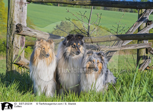 Collies / SST-20234