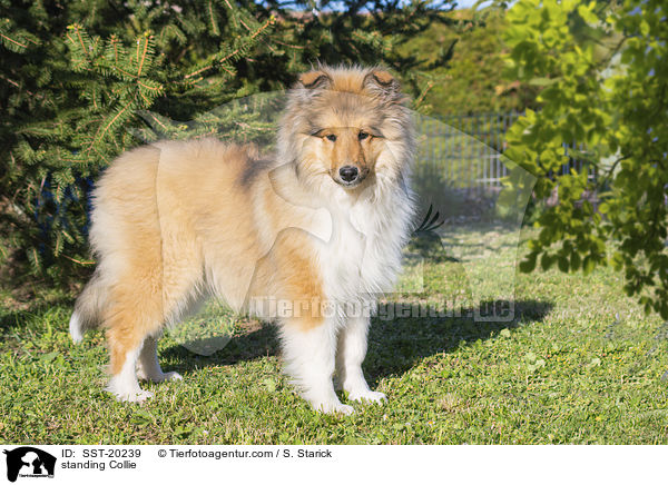 standing Collie / SST-20239