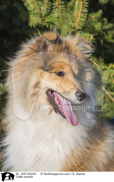 Collie portrait / SST-20242