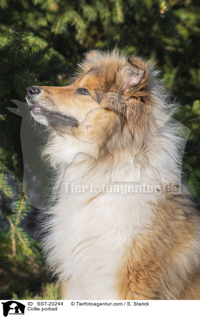 Collie portrait / SST-20244