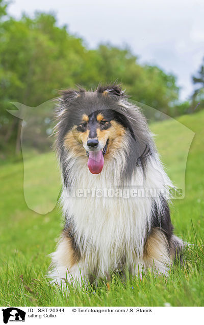 sitting Collie / SST-20344