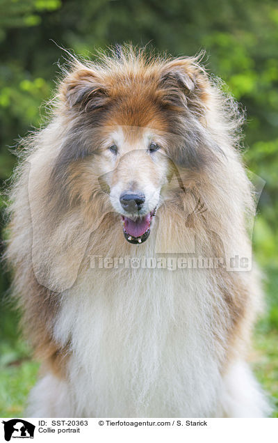 Collie portrait / SST-20363