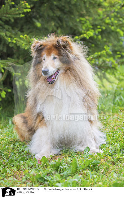 sitting Collie / SST-20369