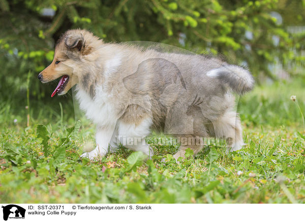 walking Collie Puppy / SST-20371