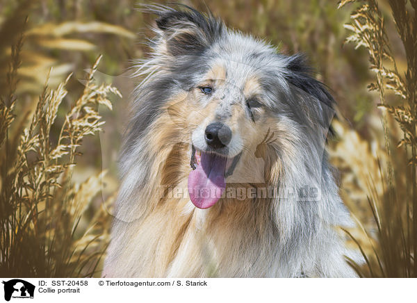 Collie Portrait / Collie portrait / SST-20458