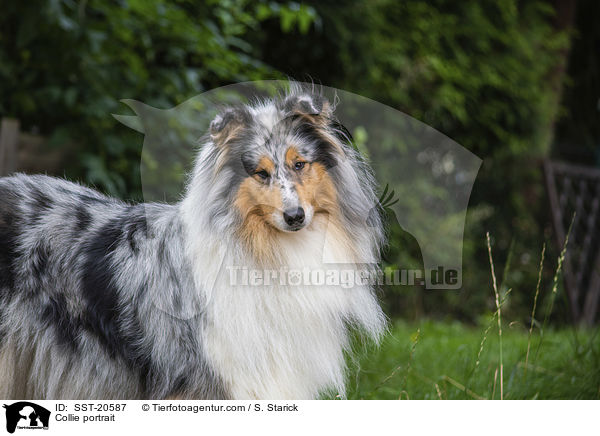 Collie Portrait / Collie portrait / SST-20587