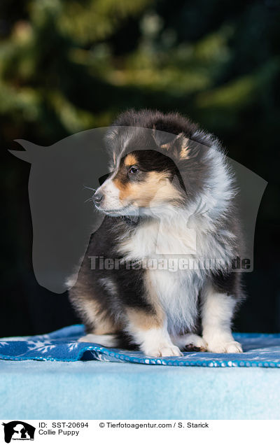 Collie Puppy / SST-20694