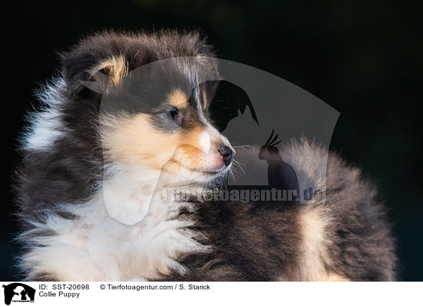Collie Puppy / SST-20698
