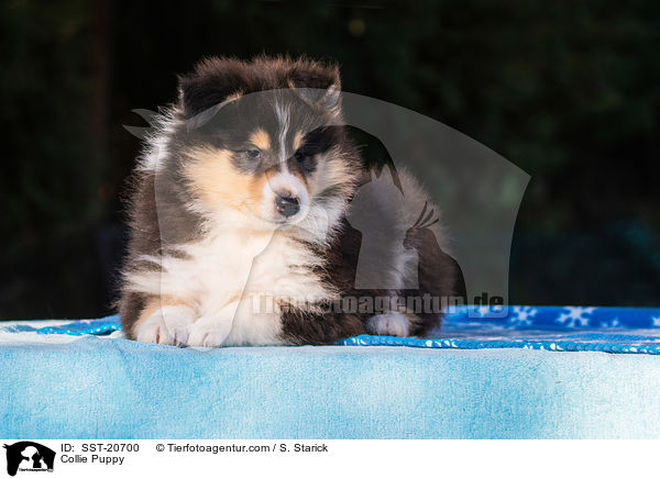 Collie Puppy / SST-20700