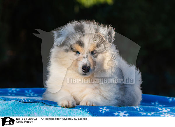 Collie Puppy / SST-20702