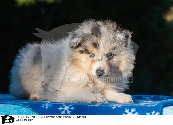 Collie Puppy / SST-20703