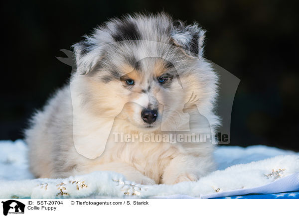 Collie Puppy / SST-20704