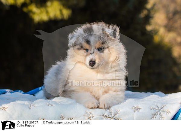Collie Puppy / SST-20707