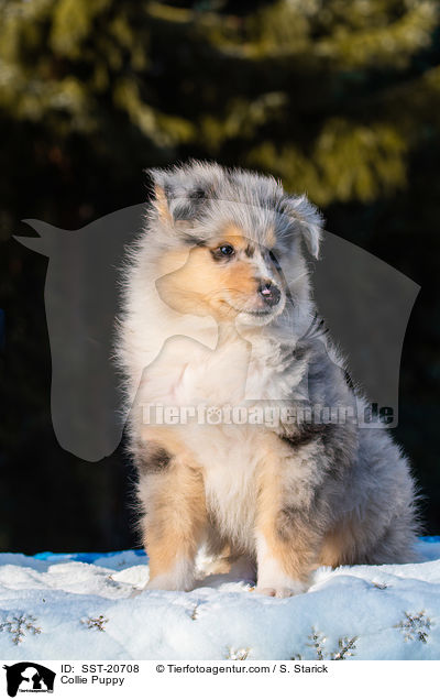Collie Puppy / SST-20708