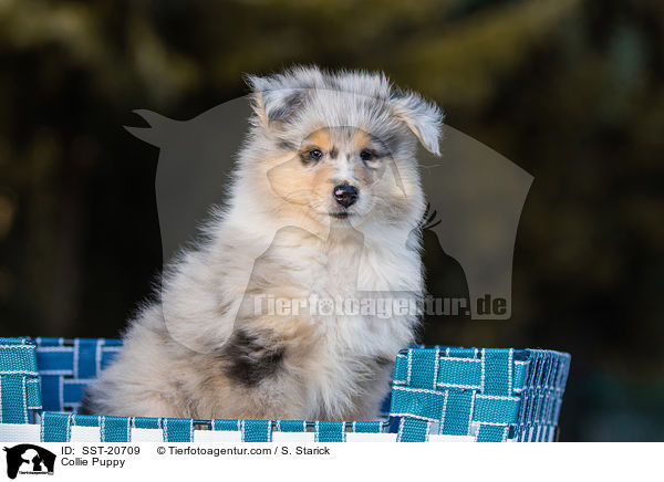 Collie Puppy / SST-20709