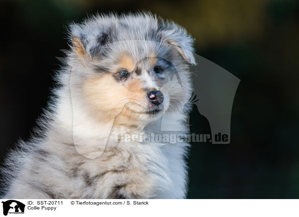 Collie Puppy / SST-20711