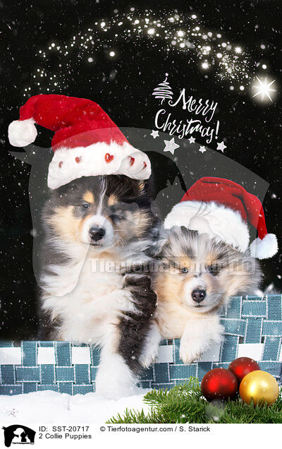 2 Collie Welpen / 2 Collie Puppies / SST-20717