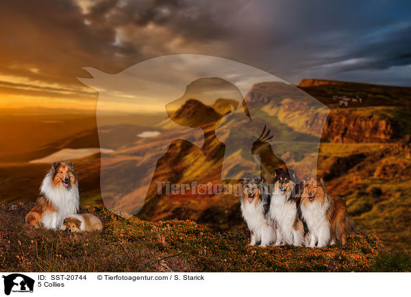 5 Collies / SST-20744