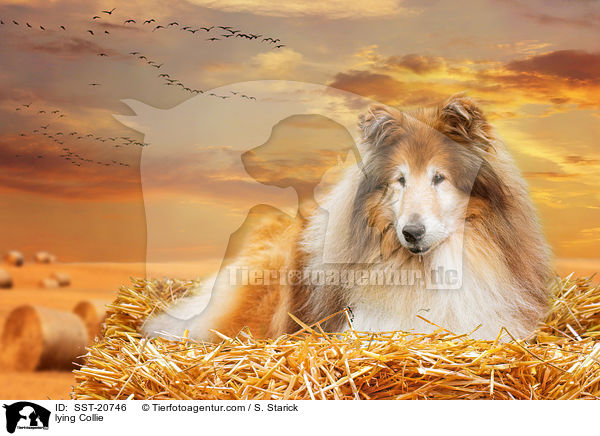 lying Collie / SST-20746