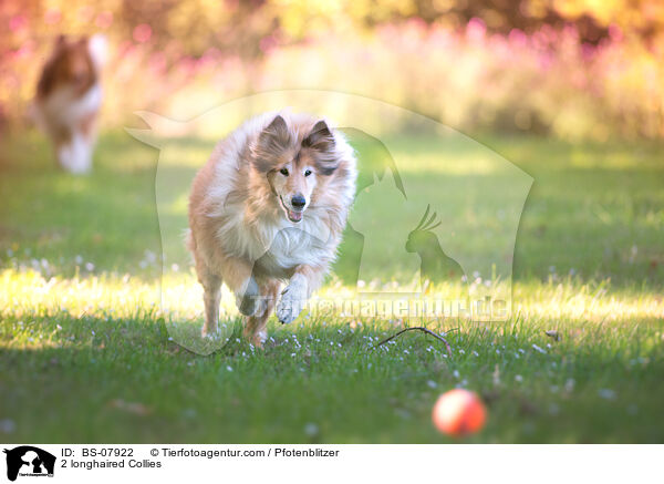 2 longhaired Collies / BS-07922