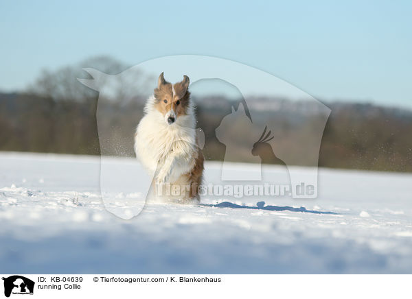 running Collie / KB-04639