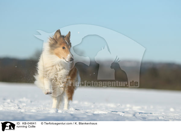 running Collie / KB-04641