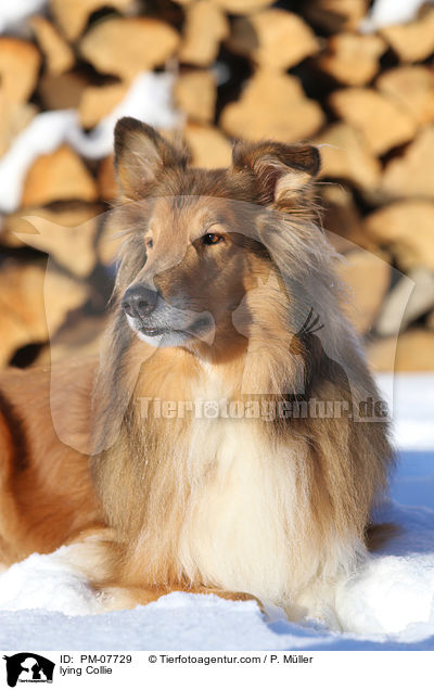 lying Collie / PM-07729