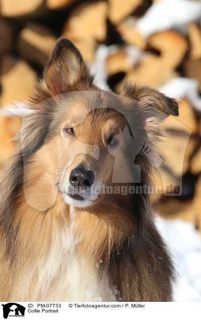 Collie Portrait / Collie Portrait / PM-07733