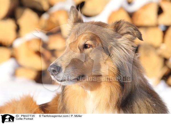 Collie Portrait / PM-07735