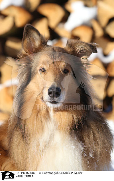 Collie Portrait / Collie Portrait / PM-07736