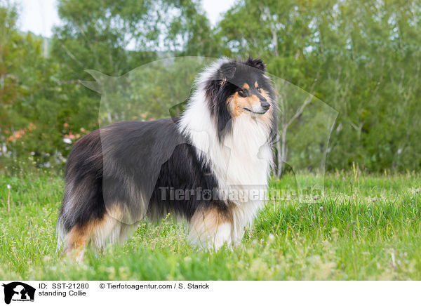 standing Collie / SST-21280