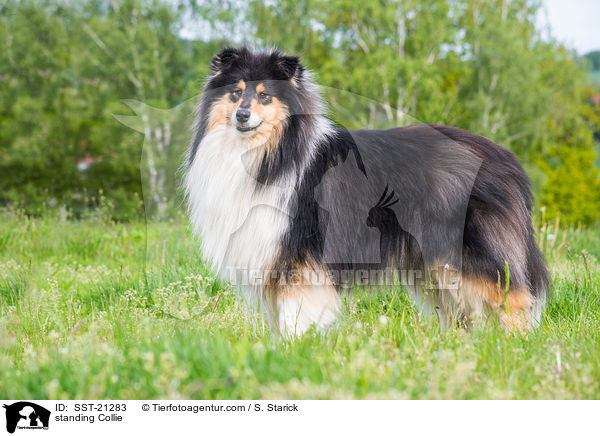 standing Collie / SST-21283