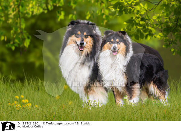 zwei tricolour Collies / two tricolour Collies / SST-21286