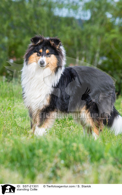 standing Collie / SST-21301