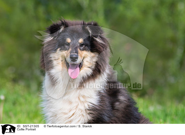 Collie Portrait / SST-21305