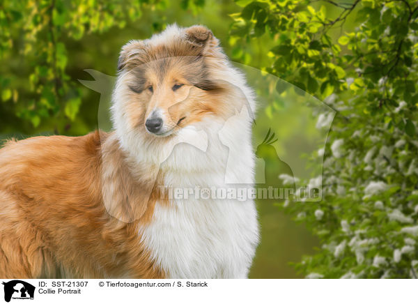 Collie Portrait / SST-21307