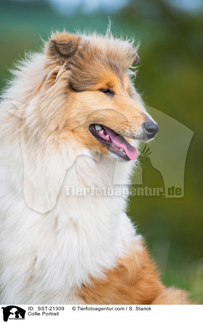 Collie Portrait / SST-21309