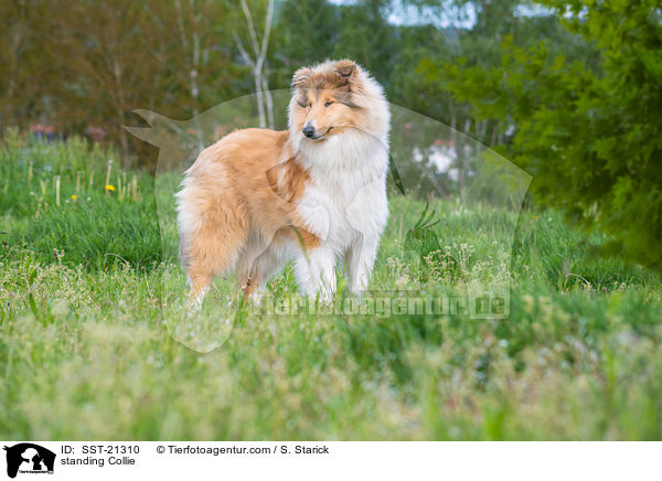 standing Collie / SST-21310