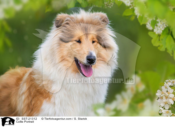 Collie Portrait / Collie Portrait / SST-21312