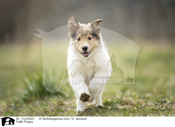 Collie Puppy / VJ-03201