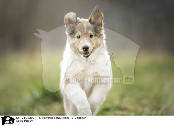 Collie Puppy / VJ-03202